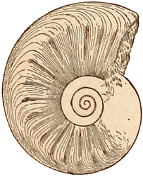 Permian-Carboniferous Nautiloid