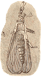 Permian-Carboniferous Neuropterid