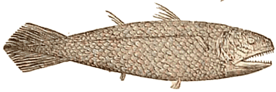 Permian-Carboniferous ganoid Coelacanth