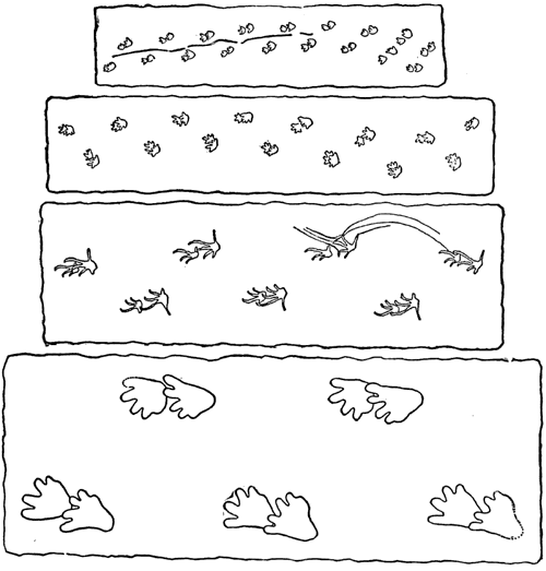 Permian-Carboniferous Amphibian tracks