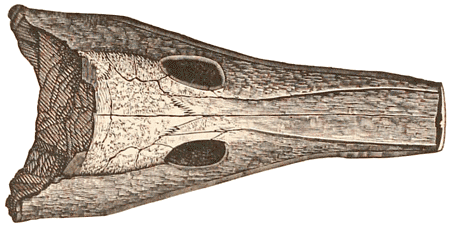 Permian amphibian skull