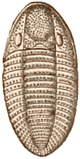 Permian Subcarboniferous trilobite