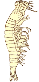 Permian crustacean