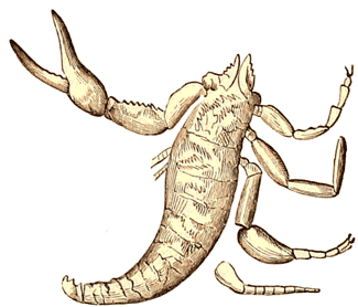 Permian scorpion