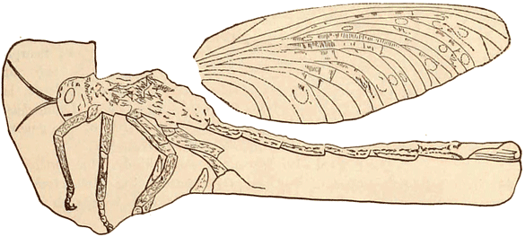 Permian Protophasmid