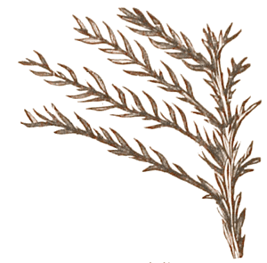 Permian conifer