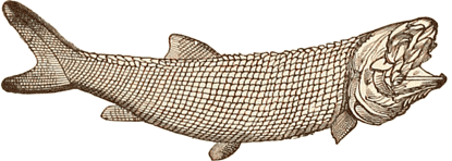 Permian Ganoid fish