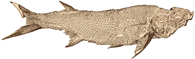 Triassic ganoid fish