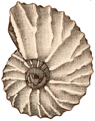 Triassic ammonite