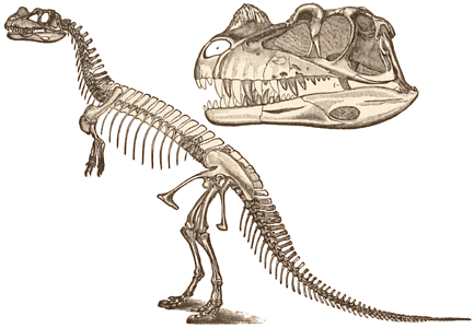 Jurassic Carnivorous dinosaur