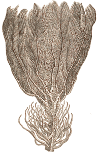 Jurassic Crinoid