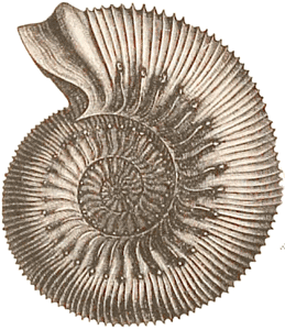 Jurassic ammonite