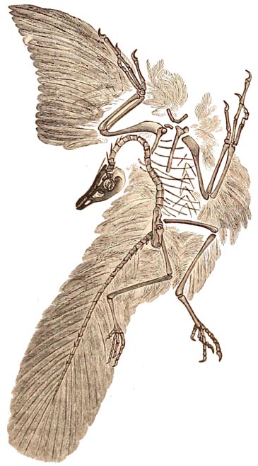 Jurassic Archaeopteryx