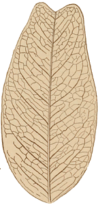 Upper Cretaceous Tulip