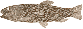 Middle Cretaceous Salmon