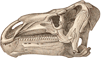 Cretaceous Itgnanodon dinosaur