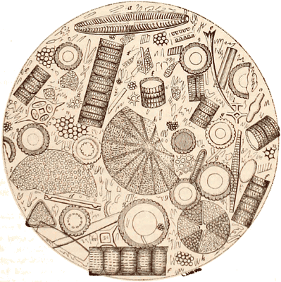 Miocene diatoms