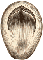 Eocene Brandon nut