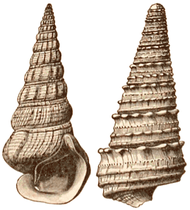 Miocene shells