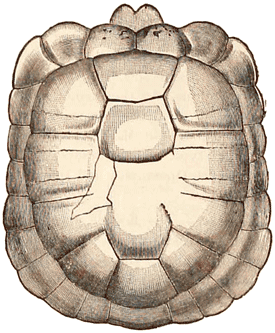 Eocene turtle