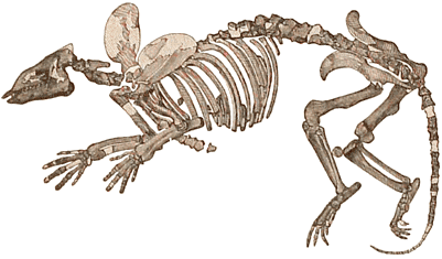 Eocene Phenacodus