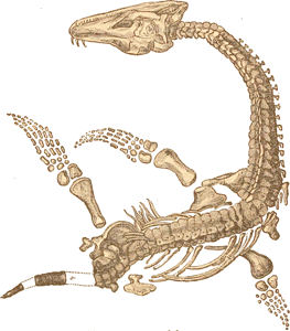 Plesiosaurus