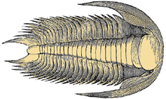 Trilobite