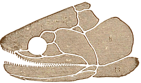 Osteolepis